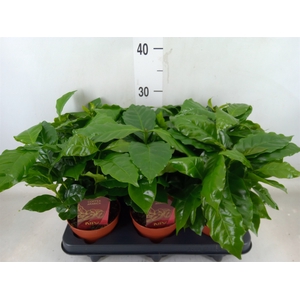 Coffea arabica