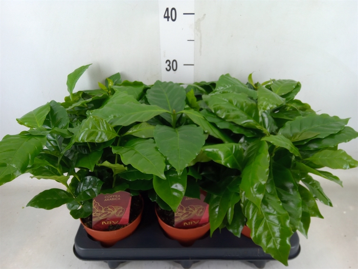 <h4>Coffea arabica</h4>