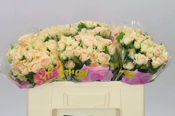 <h4>Rosa Tr Sancerre</h4>