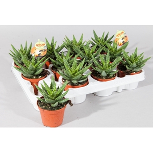 ALOE OV
