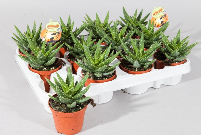 <h4>ALOE OV</h4>