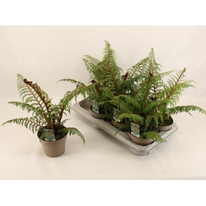 CYATHEA TOMENTOSISSI