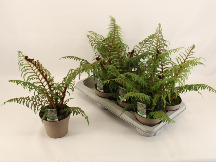 <h4>CYATHEA TOMENTOSISSI</h4>