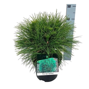 Pinus nigra 'Spielberg'