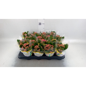 Kalanchoe blos. 'Calandiva Rubio'