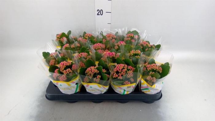 <h4>Kalanchoe blos. 'Calandiva Rubio'</h4>