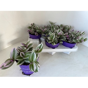 Tradescantia   ...