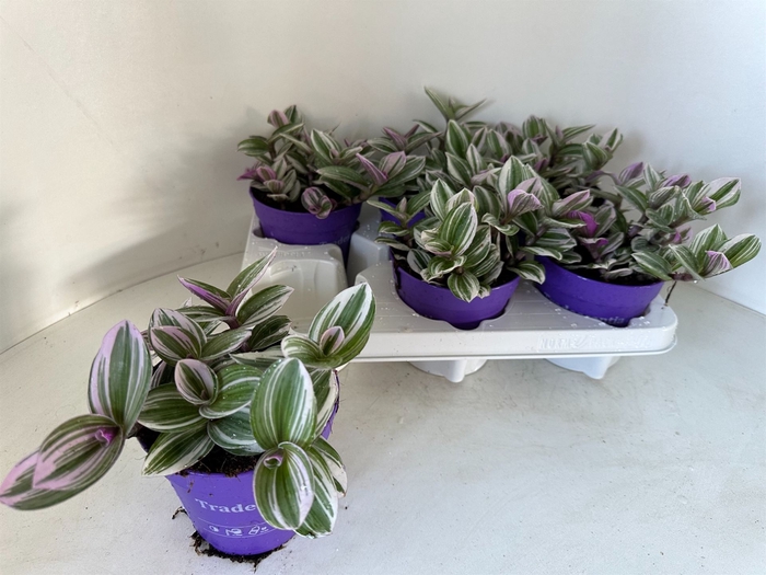 <h4>Tradescantia   ...</h4>
