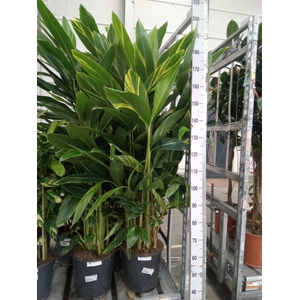 Alpinia zerumbet 'Variegata'