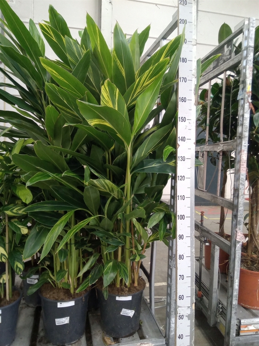 <h4>Alpinia zerumbet 'Variegata'</h4>