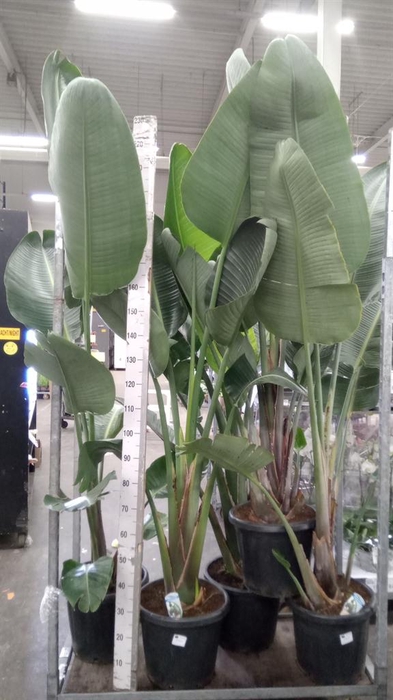 <h4>Strelitzia nicolai</h4>