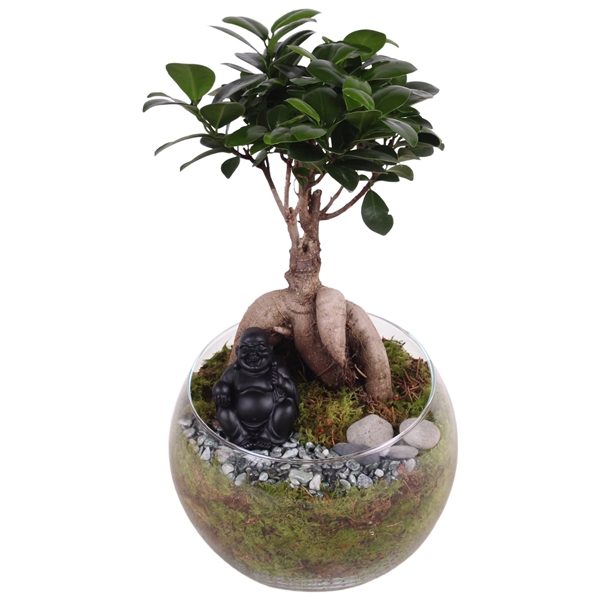 <h4>Ficus m. Ginseng ø12cm in ø20cm Glass Bowl Vase</h4>