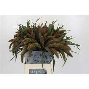 Setaria It Red Jewel