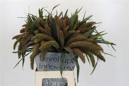 <h4>Setaria It Red Jewel</h4>