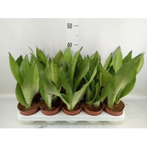 Sansevieria trifa. 'Moonshine'