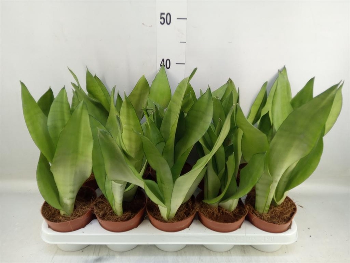 <h4>Sansevieria trifa. 'Moonshine'</h4>