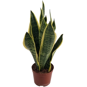 Sansevieria trif. Futura Superba