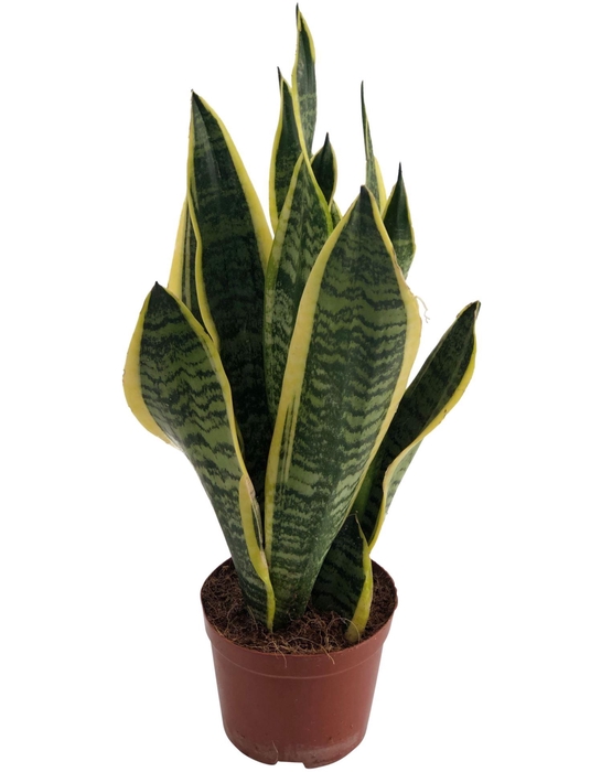 <h4>Sansevieria Futura Superba</h4>