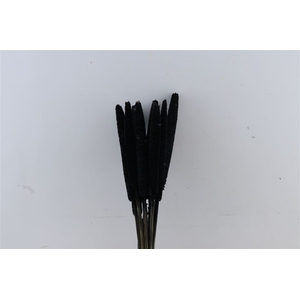 Dried Babala 10pc Black Bunch Slv