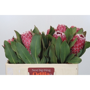 Protea Empress