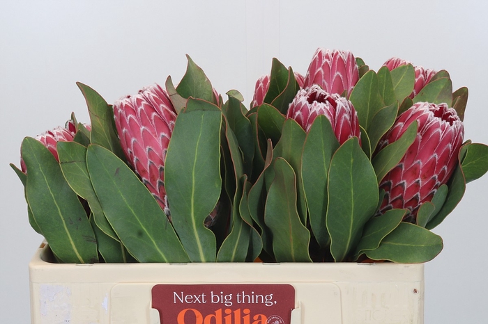<h4>Protea Empress</h4>