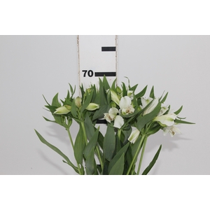ALSTROEMERIA  AKEMI 070 CM