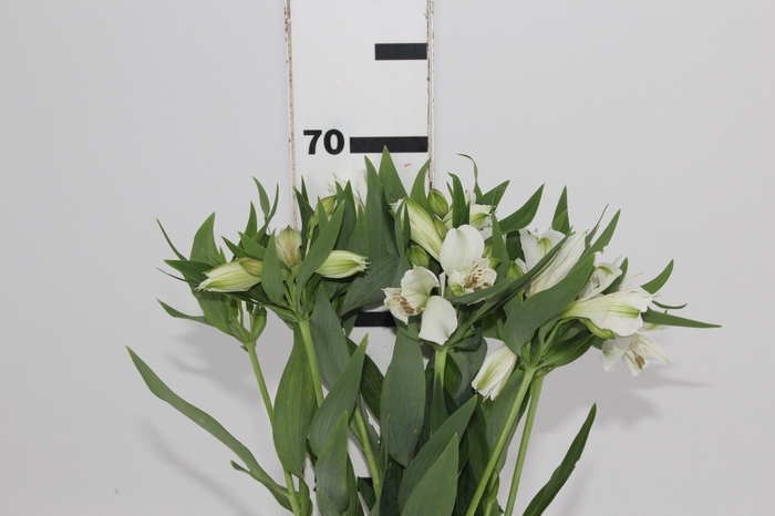 <h4>ALSTROEMERIA  AKEMI 070 CM</h4>