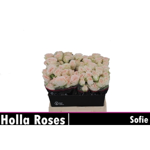 R TR SOFIE