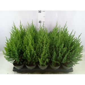 Juniperus chinensis 'Stricta'