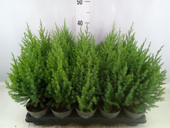 Juniperus chinensis 'Stricta'