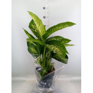 Dieffenbachia seg. 'Reeva'