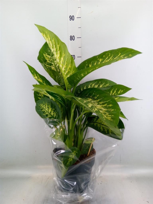 <h4>Dieffenbachia seg. 'Reeva'</h4>