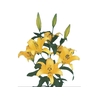 LIRIO YELLOWEEN 080 CM HA 3/5 FLS