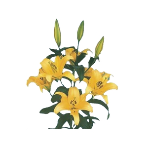 LIRIO YELLOWEEN 090 CM HT 3/5 FLS