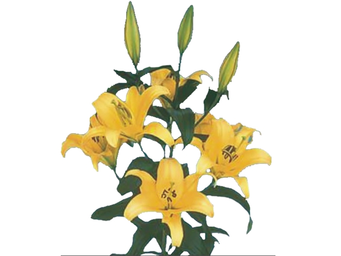LIRIO YELLOWEEN 080 CM HA 3/5 FLS