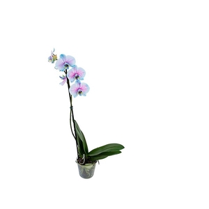 PHALAENOPSIS FROZEN P12 AZUL/ROSA