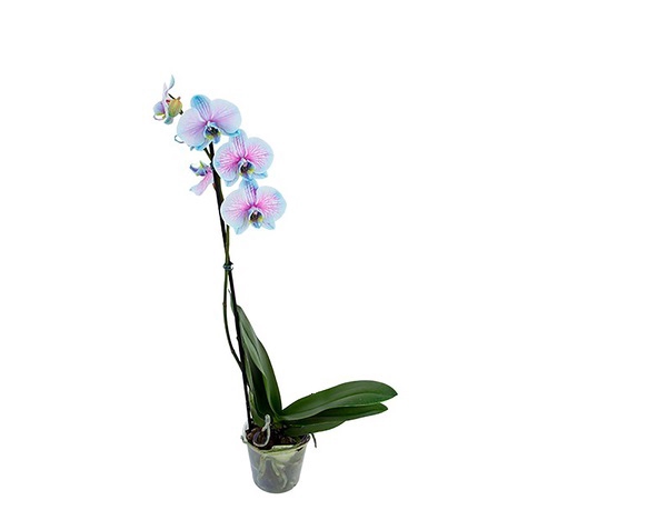 <h4>PHALAENOPSIS FROZEN P12 AZUL/ROSA</h4>