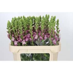Antirrhinum Potomac Lavender