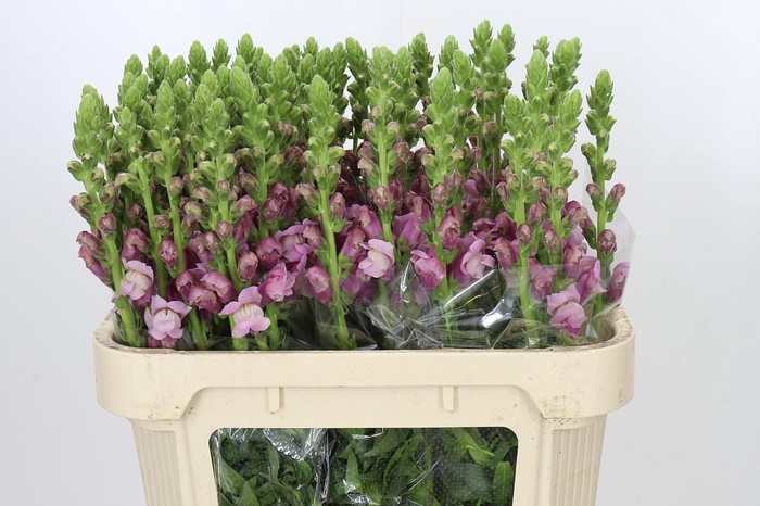 <h4>Antirrhinum Potomac Lavender</h4>
