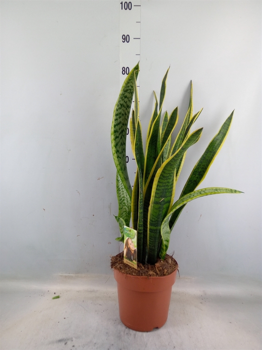 <h4>Sansevieria trifa. 'Laurentii'</h4>