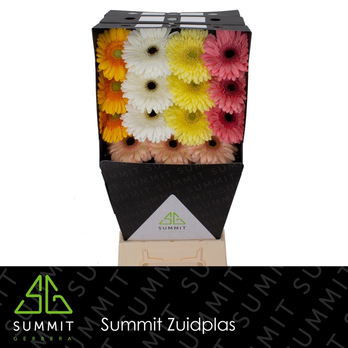 Gerbera Mix Spring  Diamond