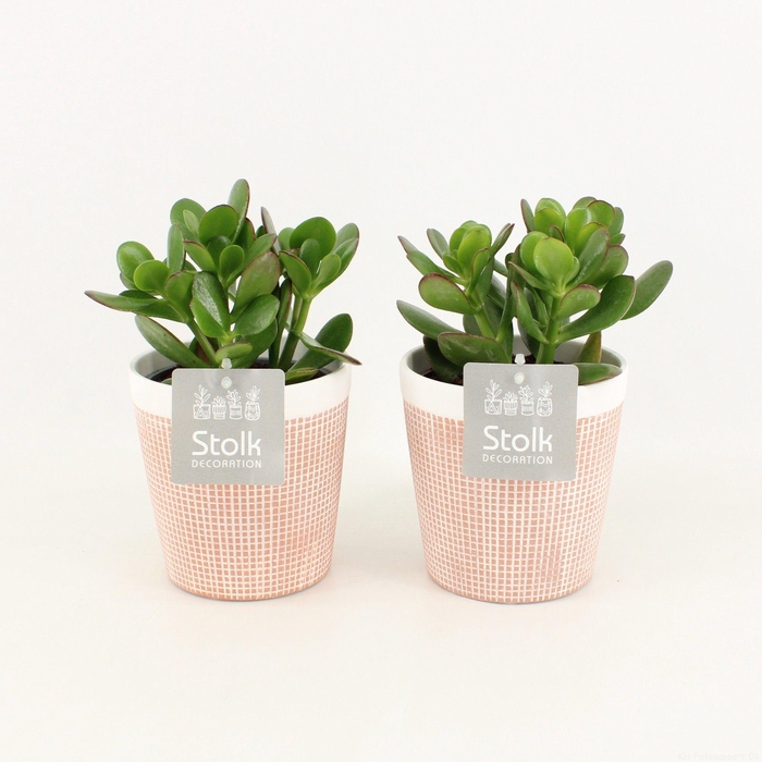 <h4>Crassula Ovata in Terracotta</h4>