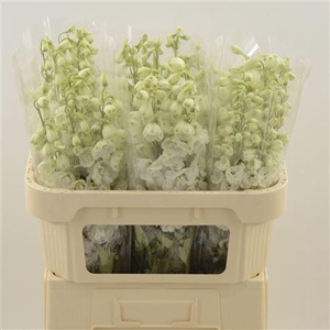 Delphinium Snow White
