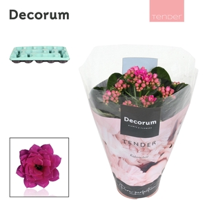 Kalanchoe Decorum TENDER - Serenity Purple