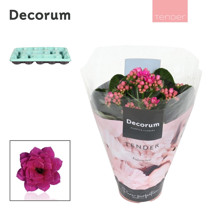 <h4>Kalanchoe Decorum TENDER - Serenity Purple</h4>