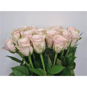R Gr Pink Athena