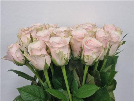 <h4>R Gr Pink Athena</h4>