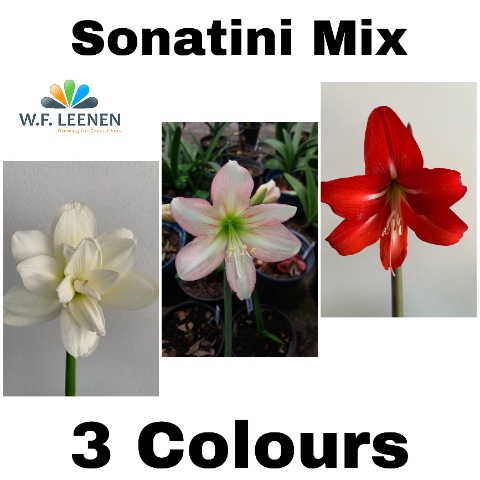 <h4>Sonatini Mix 3 Colours 865</h4>