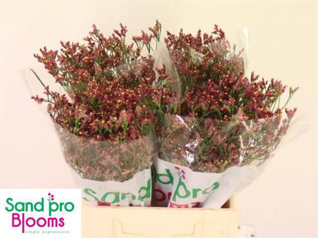 <h4>LIM SIN SCARLET DIA</h4>