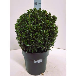 BUXU SEMPERVIRENS
